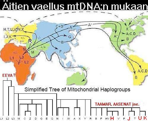 mtDNA klaanit